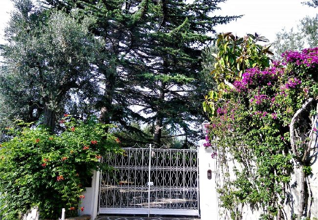 Apartment in Sorrento - Villa le Olivine Less then 5 min to Sorrento  Apartment in Sorrento - Villa le Olivine Less then 5 min to Sorrento