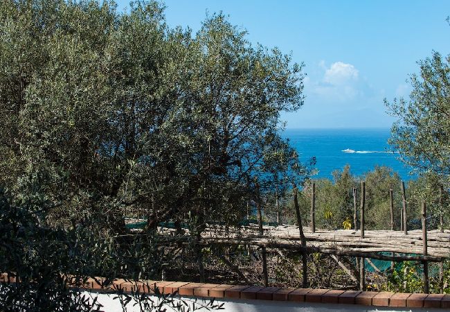 Apartment in Sorrento - Villa le Olivine Less then 5 min to Sorrento  Apartment in Sorrento - Villa le Olivine Less then 5 min to Sorrento