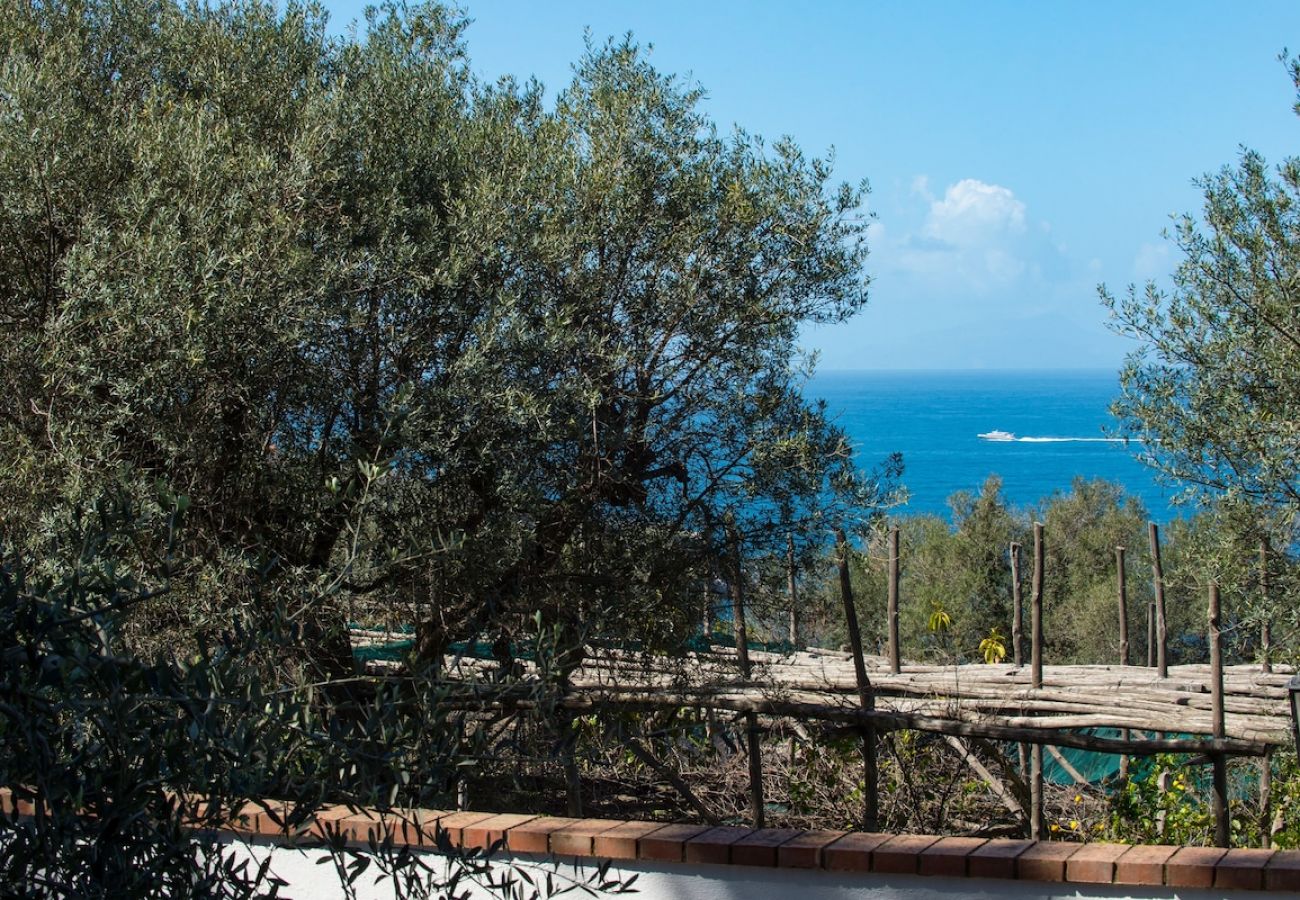 Apartment in Sorrento - Villa le Olivine Less then 5 min to Sorrento 