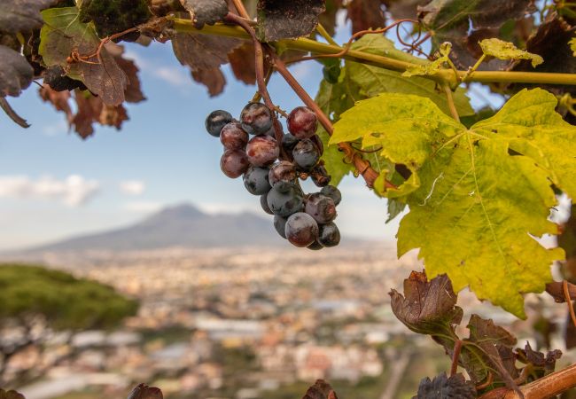 Rent by room in Casola di Napoli - Dolci Colline Suite