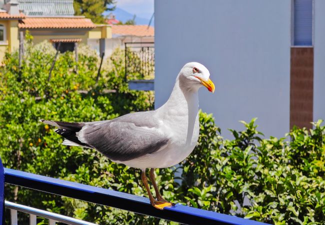 Apartment in Sorrento - Sasà blu Sorrento Apartment in Sorrento - Sasà blu Sorrento